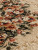 Ковер VALENCIA 2 5440 - CREAM Ковер VALENCIA 2 5440 - CREAM